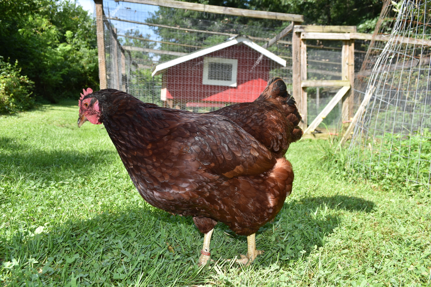Chicken Leg bands Make Well-Dressed Hens